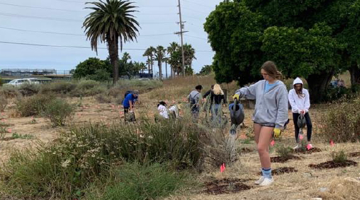 Palos Verdes